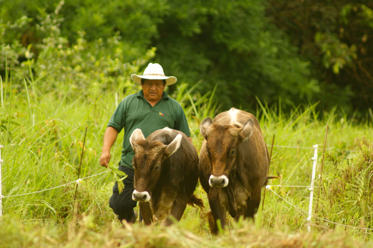 Ecuador is now part of ‘Cultivate’, a global initiative for sustainable ...