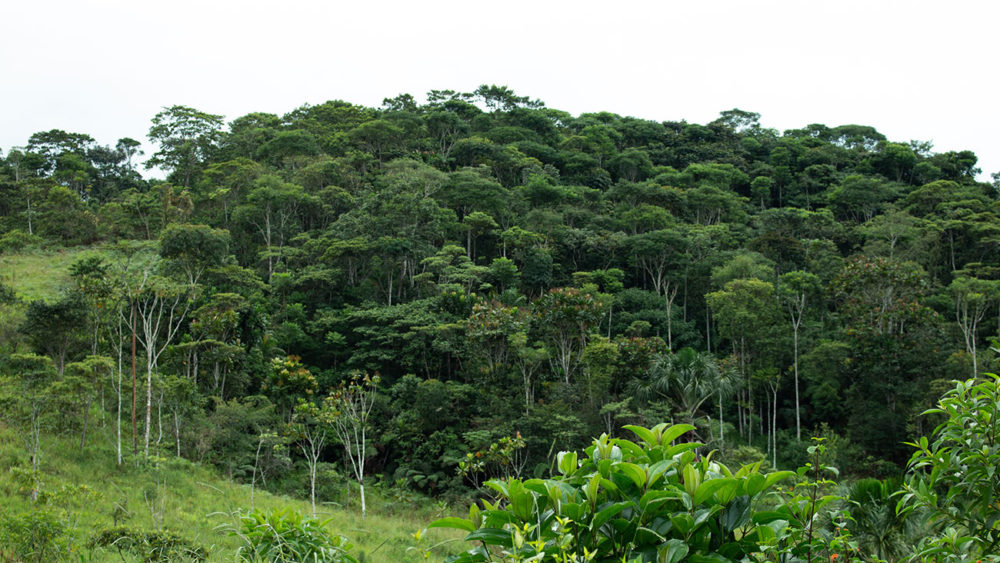 1.Estudios-dendrológicos-anatómicos-de-madera-proamazonia