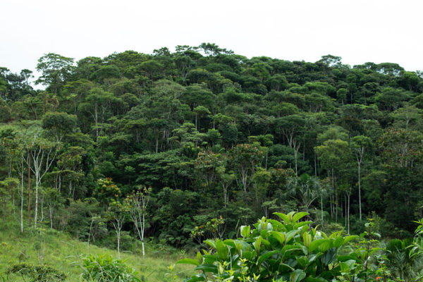 1.Estudios-dendrológicos-anatómicos-de-madera-proamazonia